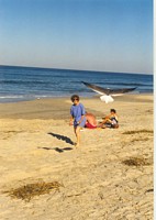 Feeding Gulls