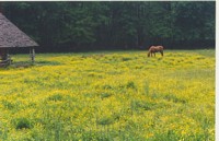 Tennessee Farm