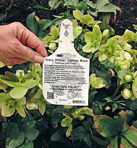 Ivory Prince Lenten Rose Ground Cover