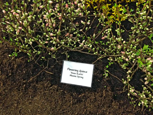 Flowering Quince