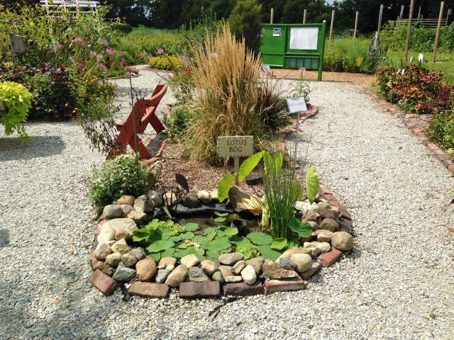Lotus Bog Exhibit in Tippecanoe County Extension Master Gardeners' Show and Idea Gardens
