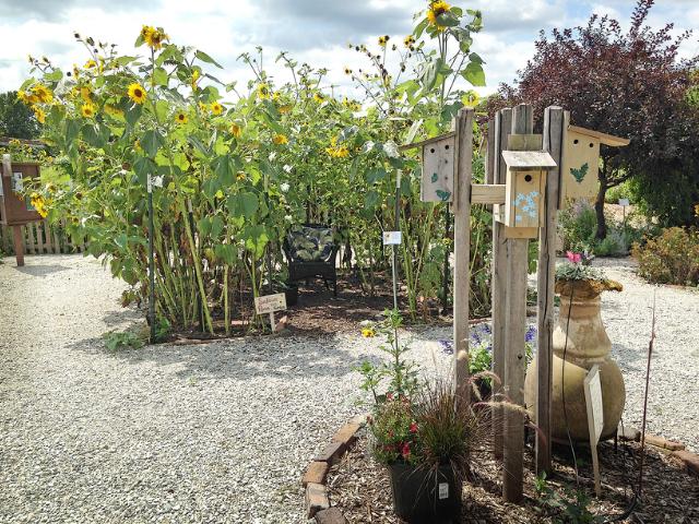 Sunflower Room in Tippecanoe-County-Extension Master-Gardeners' Show and Idea Gardens