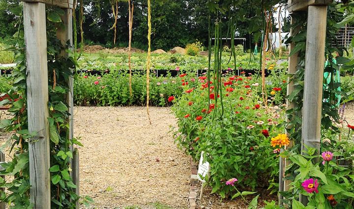 Long pole beans hanging from Kitchen Garden Doorway in Tippecanoe-County-Extension Master-Gardeners' Show and Idea Gardens