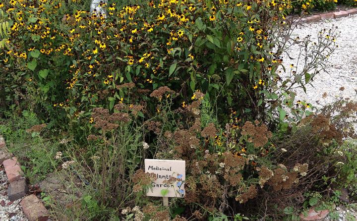 Medicinal Plants Garden Display in Tippecanoe-County-Extension Master-Gardeners' Show and Idea Garden