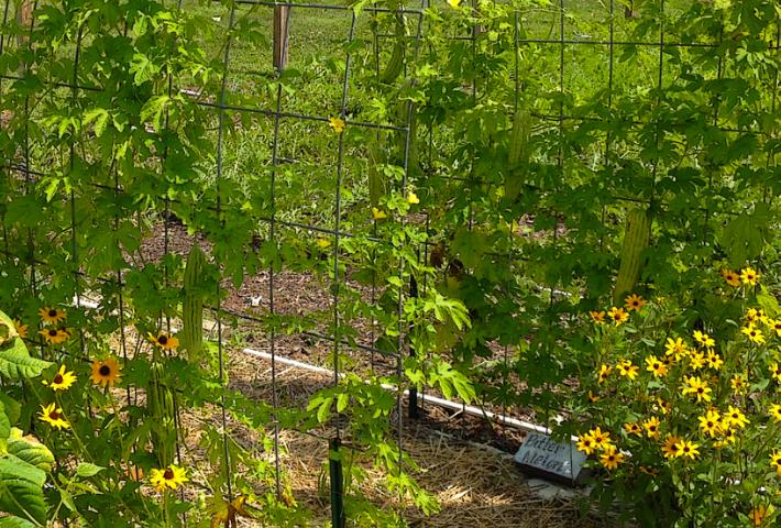 Bitter Melon Vine Climbing a Wire Mesh Arch in Tippecanoe-County-Extension Master-Gardeners' Show and Idea Gardens