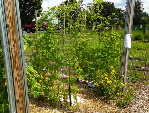 Bitter Melon Vine Climbing a Wire Mesh Arch in Tippecanoe-County-Extension Master-Gardeners' Show and Idea Gardens