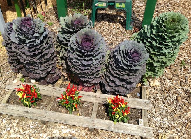 Decorative Cabbage and Peppers planted in a Pallet Bed by Gazebo in Tippecanoe-County-Extension Master-Gardeners' Show and Idea Gardens