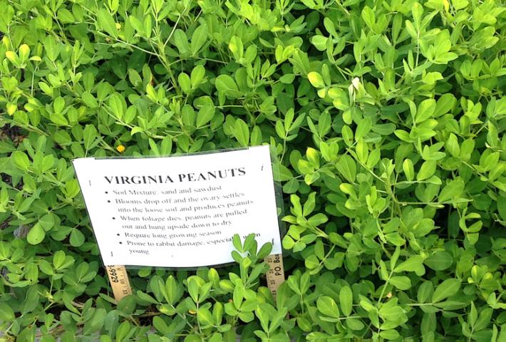 Virginia Peanuts in Tippecanoe-County-Extension Master-Gardeners' Show and Idea Gardens