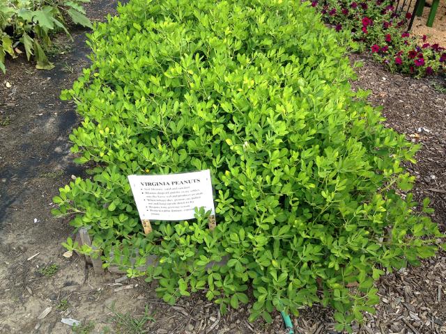 Decorative Cabbage and Peppers planted in a Pallet Bed by Gazebo in Tippecanoe-County-Extension Master-Gardeners' Show and Idea Gardens