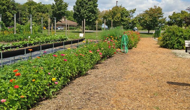 Long Row of Zinnias in Tippecanoe-County-Extension Master-Gardeners' Show and Idea Gardens