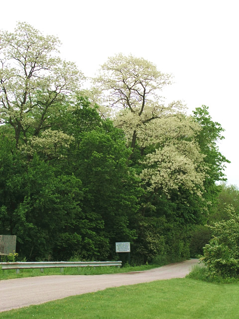 Locusts in Bloom