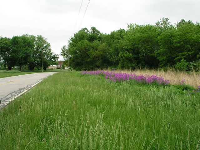 Wild Phlox along a country road