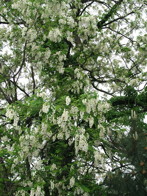 locusts in bloom