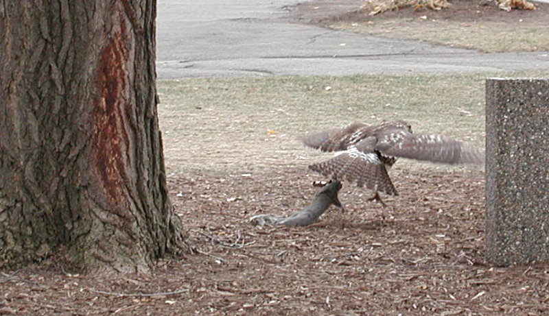 hawk and campus squirrel