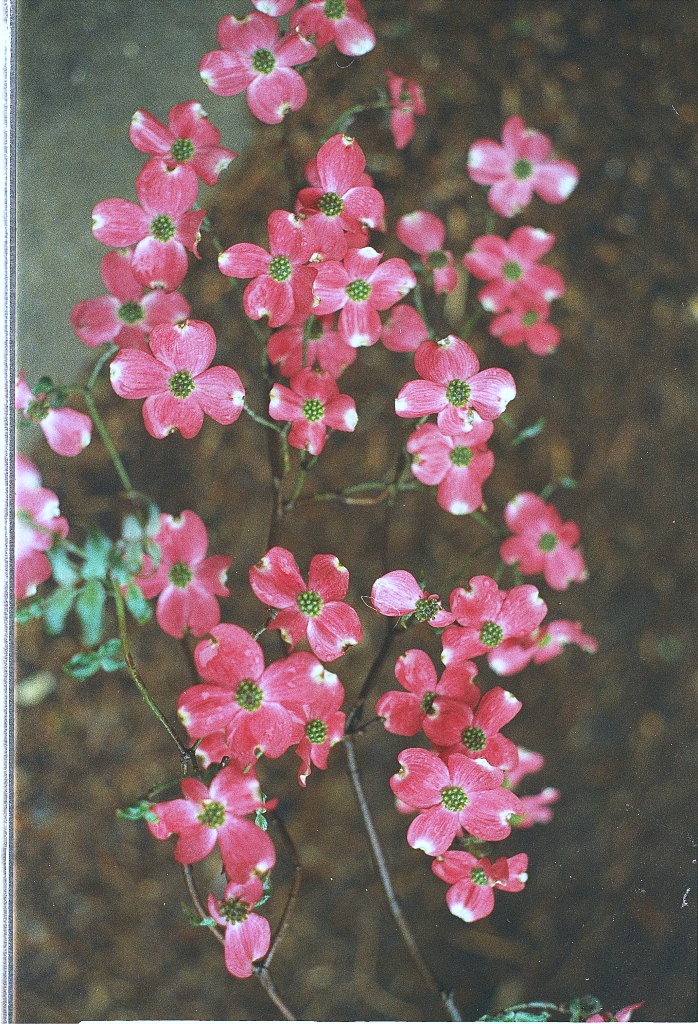 Purdue Pink Dogwood