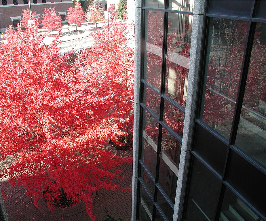 fall tree on campus