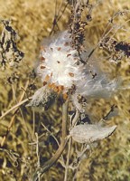 Milkweed