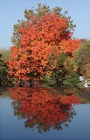 fall tree reflected on car roof