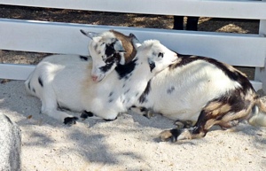 Goats at Columbian Park