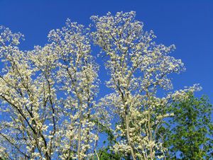 Locust Trees in Bloom