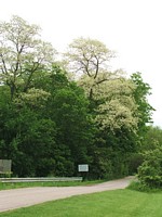 Locusts in Bloom