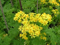 Yellow Spring Daisies