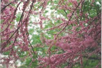 Dripping Redbud