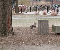 hawk and campus squirrel