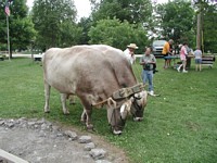 Delphi Canal Days