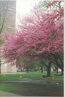 Crabapple on Campus