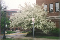 Tree in front of ENAD