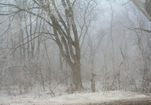 Woods in the Fog