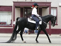 Arabian horse and rider