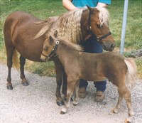 Mamma and Colt