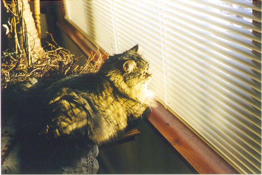 Bud in Window