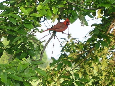 Cardinal on the lookout