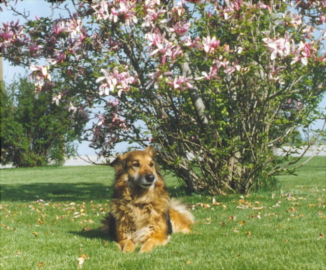 Cody under Tulip bush
