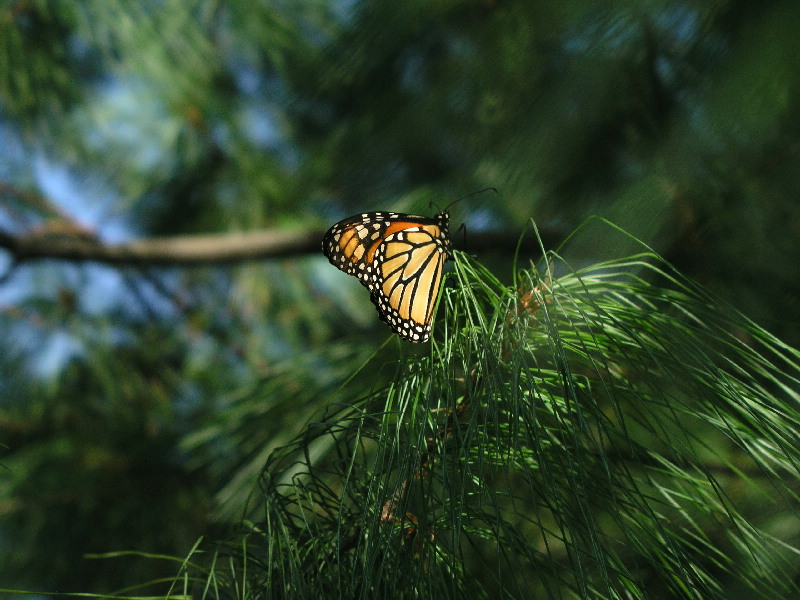 Monarch Butterfly