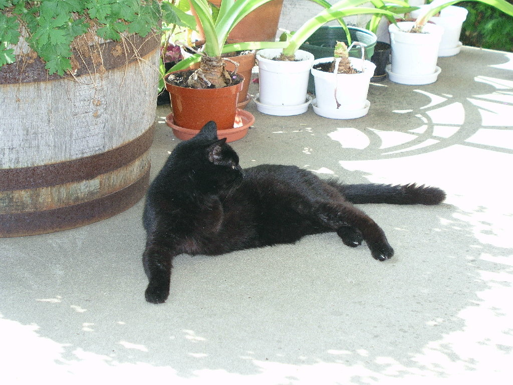 Sammy on the porch