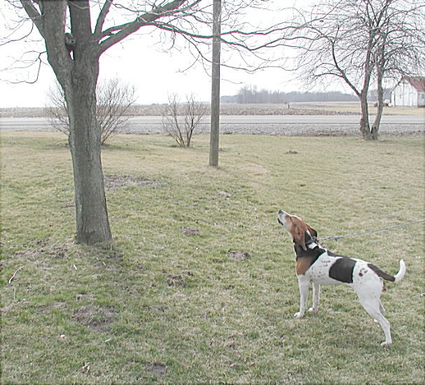 hazel trees a groundhog