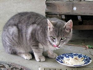 Barn Cat on Porch