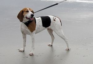 Hazelhound on the beach