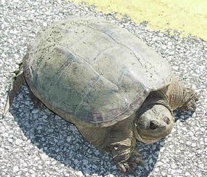 Snapping Turtle