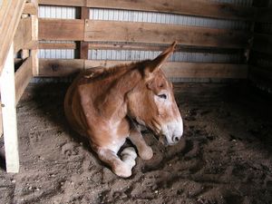 Katie curled up in stall