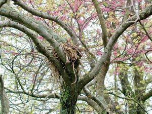 Robin nest in redbud tree