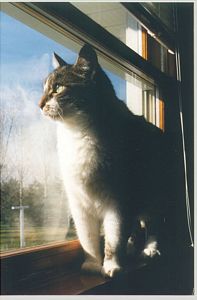 Arch in Window