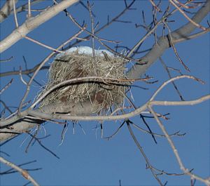 Nest filled with snow