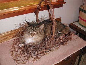 Bud in Basket