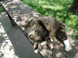 Bud on Bench