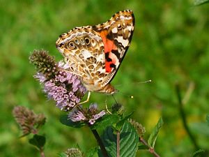 Orange Butterfly Flip Side